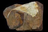 Fossil Ginkgo Leaf From North Dakota - Paleocene #130430-1